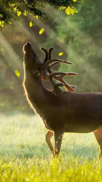 唯美动物图 - 堆糖,美图壁纸兴趣社区