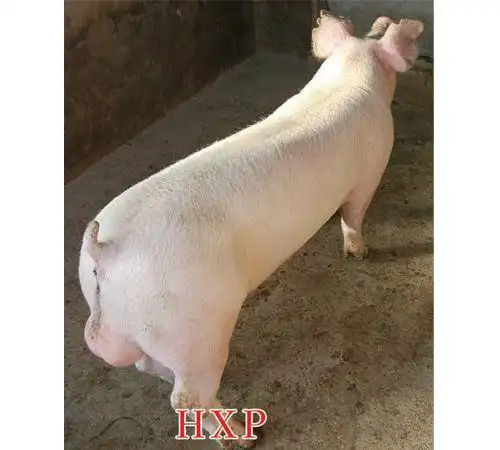 大约克夏猪|长白猪|杜洛克猪|长·大或大·长二元母猪|皮·杜公猪
