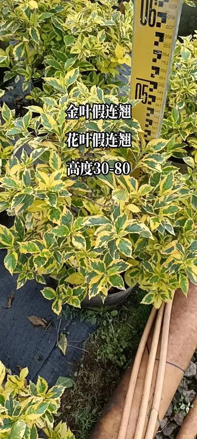 花叶假连翘-金叶假连翘(布袋30-80高) #花叶假连翘 # - 抖音