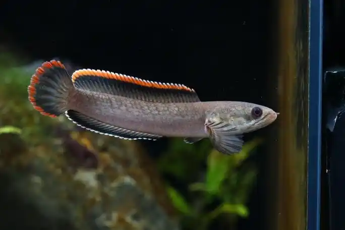 火背雷龙美图一组