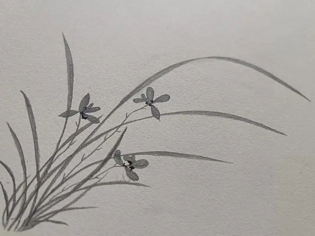 拙作铅笔画兰花 - 抖音