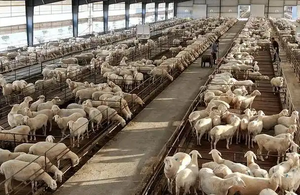 规模化养殖羊舍建设的条件有哪些?