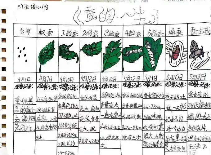 孩子们在亲自养的过程中,还用不同的形式对蚕的生长进行了记录,有的