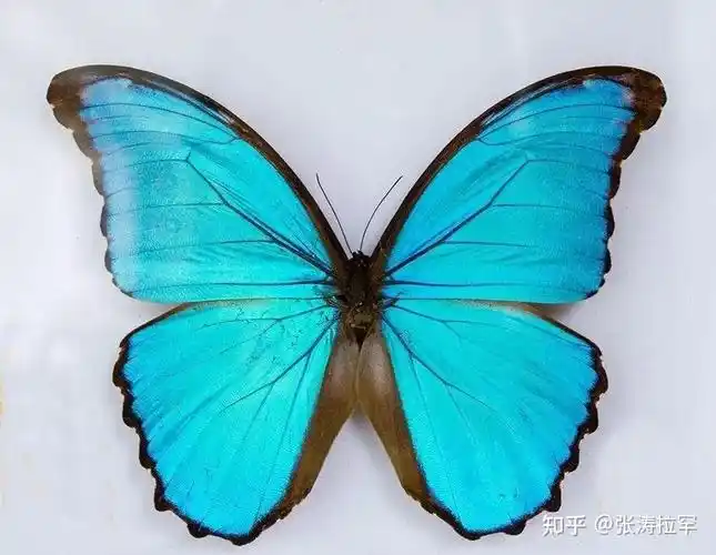 大蓝闪蝶拥有梦幻蝶翼的色彩大师