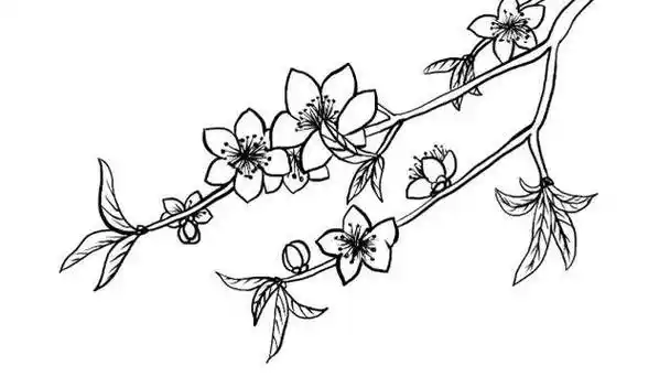 8月最新简笔画桃花 简笔画桃花树