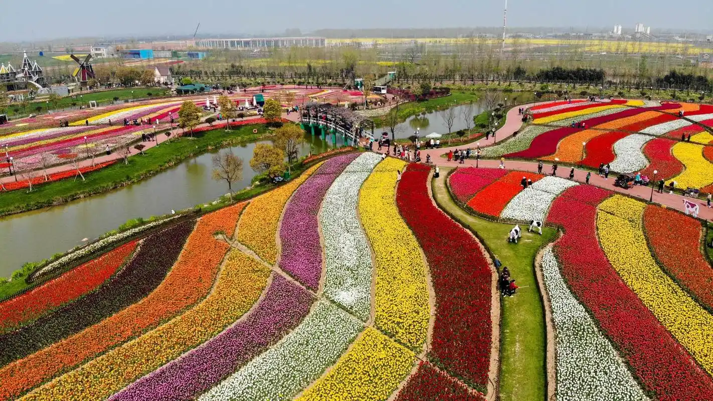五一出游就去盐城荷兰花海 万株郁金香含苞待放