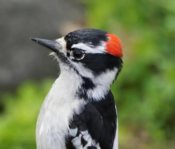 可爱萌萌的啄木鸟
