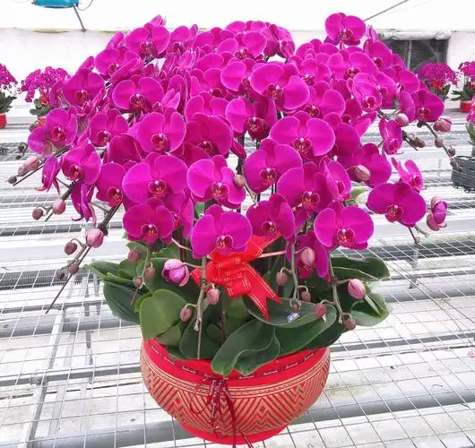 常州同城配送蝴蝶兰组盆鲜花送礼礼品开业乔迁时令草本花卉