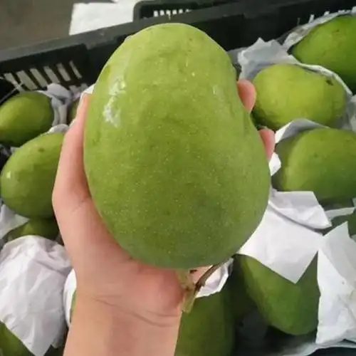 缅甸进口正宗圣德龙芒果缅甸小鸡芒香味十分浓郁纯甜多汁