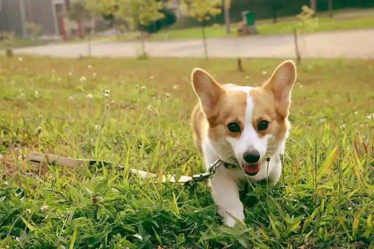 超萌的短腿小柯基