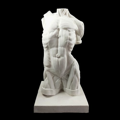 石膏肌肉解剖躯干像素素描模型雕像雕塑装饰石膏像