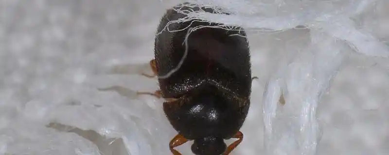 家里的黑色硬壳小虫子通常是黑皮蠹.是一种鞘翅目皮蠢科的昆虫.