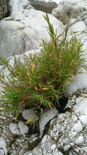 这里的草没有土壤,却能在石缝里望天生长.