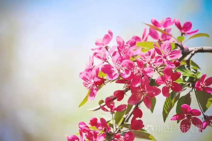 开花的树粉红颜色在春天选择性的焦点