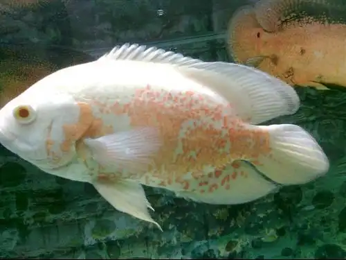 地图鱼怎么分辨公母图片 视频_地图鱼怎么看公母