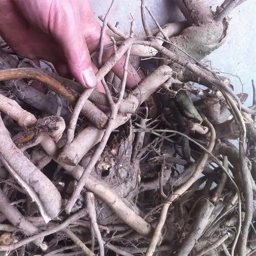 新鲜苦刺根1斤包邮白花刺三甲三加皮白刺仔风党其他药食同源食品