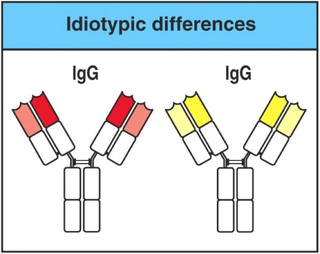 【2.1】免疫效应分子--免疫球蛋白抗体(antibody,ab)