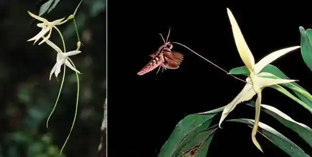 藏文科普|天蛾,传粉昆虫界的网红