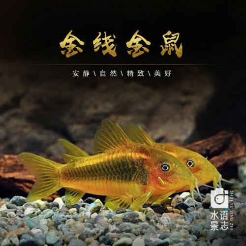 金线金鼠鱼活体金线绿鼠金线红鼠观赏鱼热带鱼活体底栖鱼