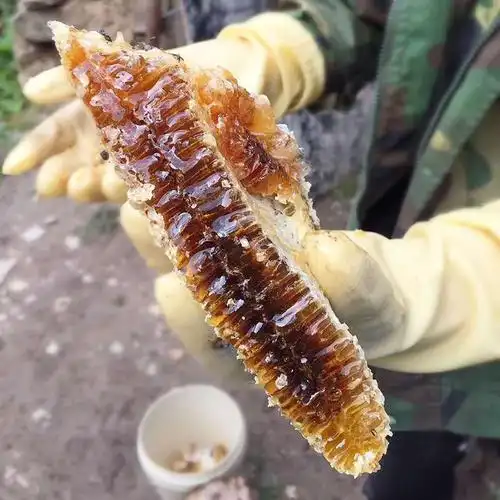 重庆山区农村自产自销格子箱中蜂土养天然土蜂蜜无加工结晶蜜500g