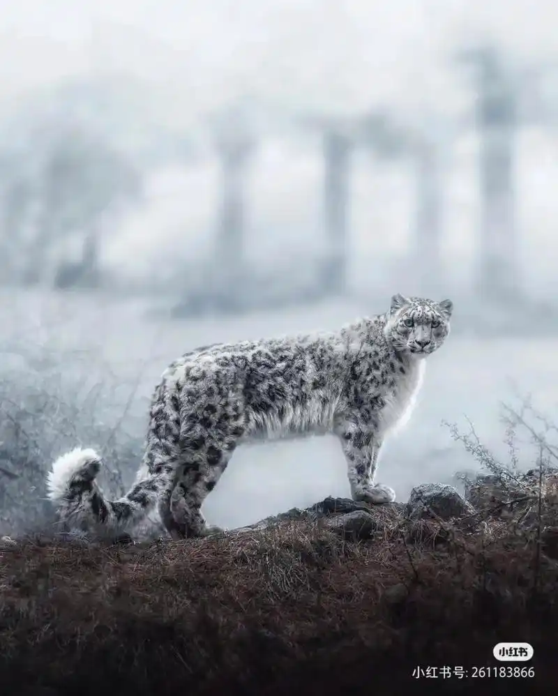 山中幽灵,白色的雪豹,霸气十足