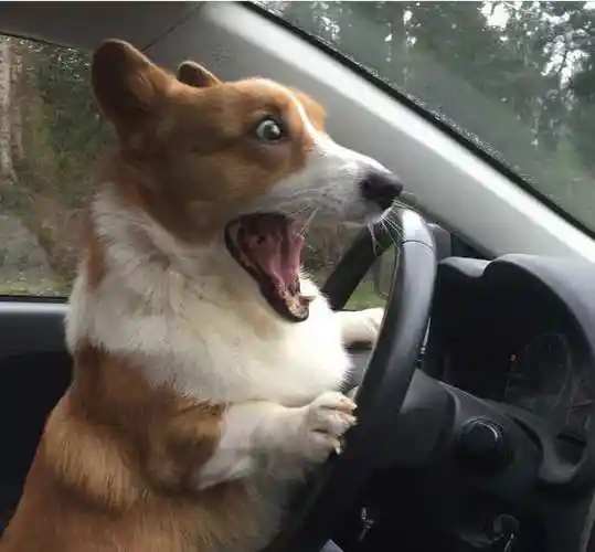 柯基开车"吓疯了",戏精上身后,那表情承包了我一年的笑点