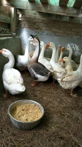 这里有几个母鹅