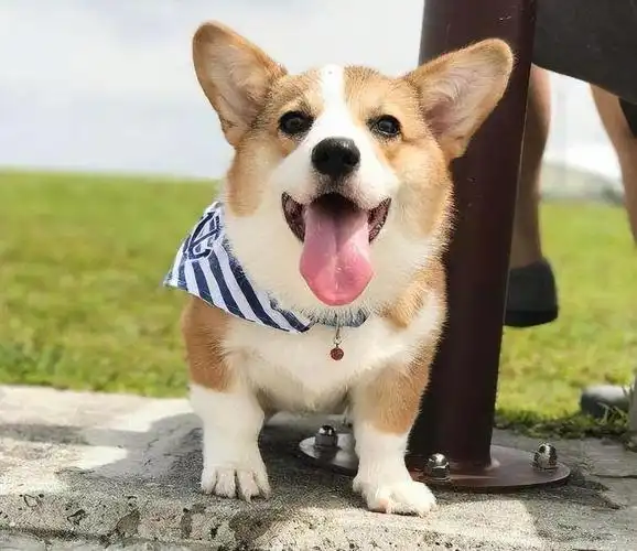 2022生活中最常见的宠物狗品种,附市场价格介绍-宠物主人