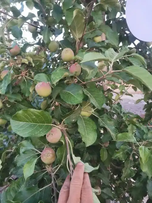 大家看这是我今年的四年生的苹果树结果状