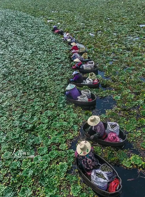 安徽马鞍山:菱角丰收采摘忙