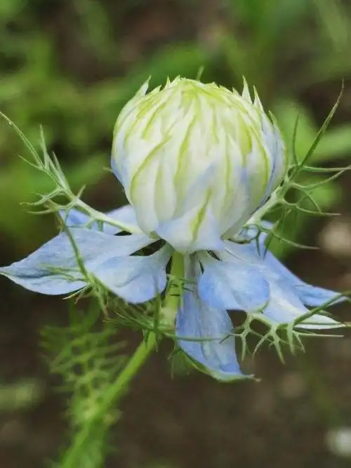 梦幻爱情的黑种草