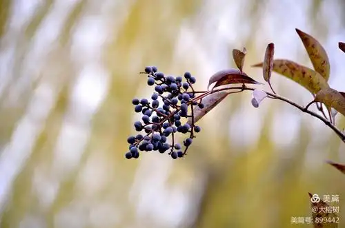 寒冬腊月女贞果