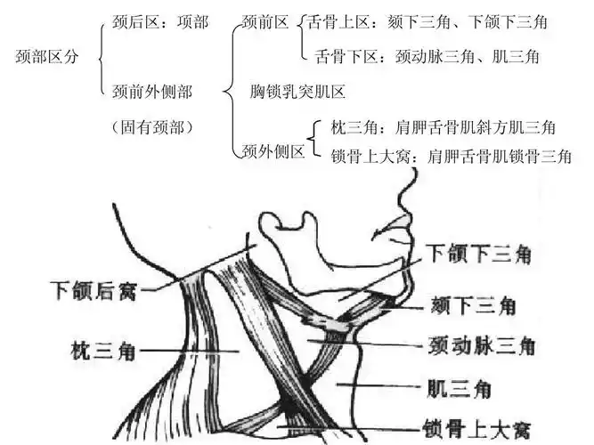 局部解剖颈部ppt