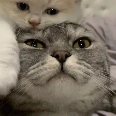 可爱到爆的高质量猫狗宠物情头一左一右 不易撞的萌宠情侣头像_情侣