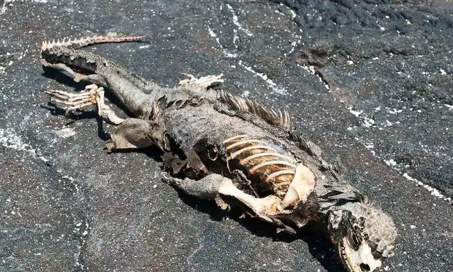 不明生物骨架现身南极内陆80km是海豹残骸还是恐龙化石