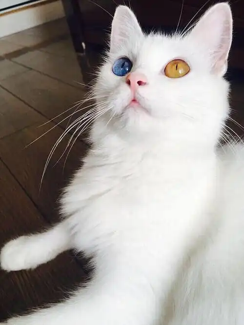 求鸳鸯眼猫 来来来