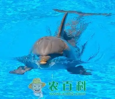 海豚是哺乳动物吗?它怎么吃奶?