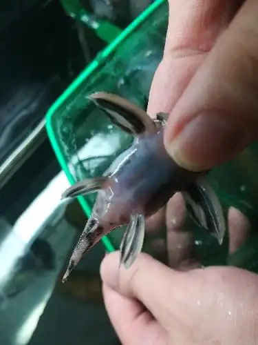 熊猫公母 - 异型鼠鱼 - cta南美水族 - powered by discuz!