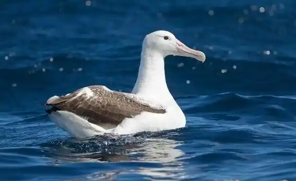 一飞整月不落地的信天翁,睡着还能继续飞,人送绰号"海上天使"