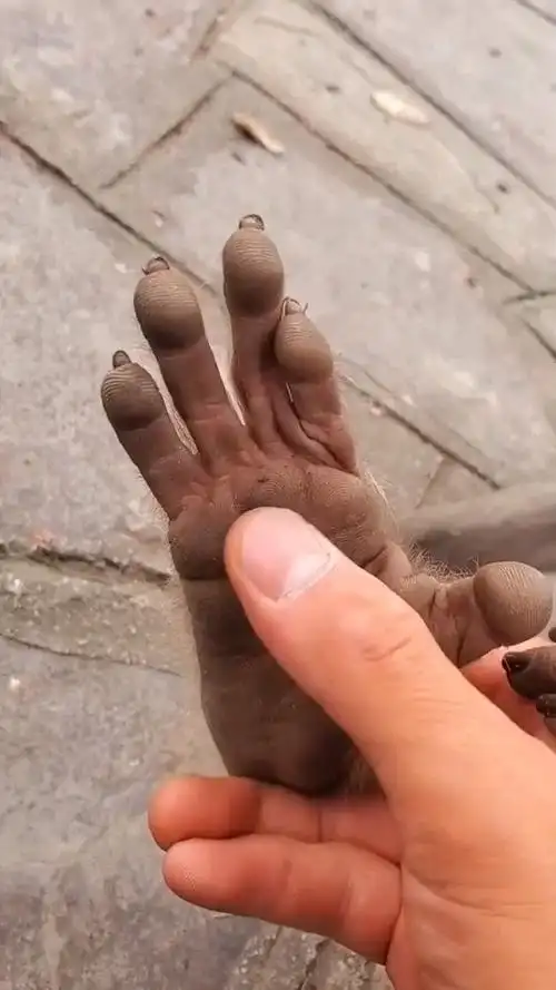 小猴子的脚原来长这样,这一次仔细看了,真的太有意思了!