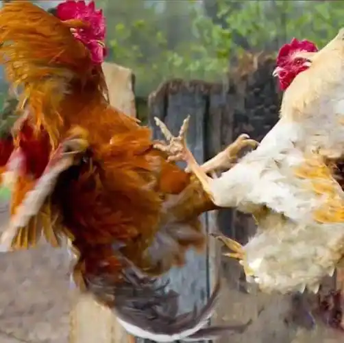 别惹农村"三霸",凶猛又记仇_公鸡_鸡冠_母鸡
