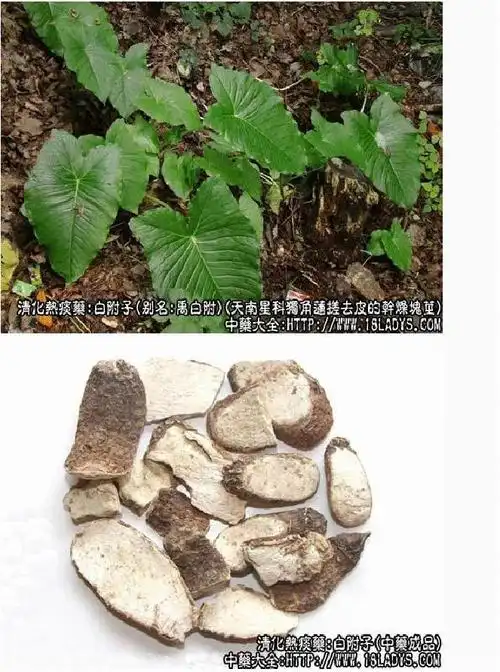 白附子_白附子的功效与作用_白附子图片