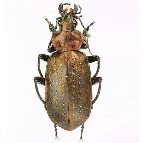 中华金星步甲(动物)