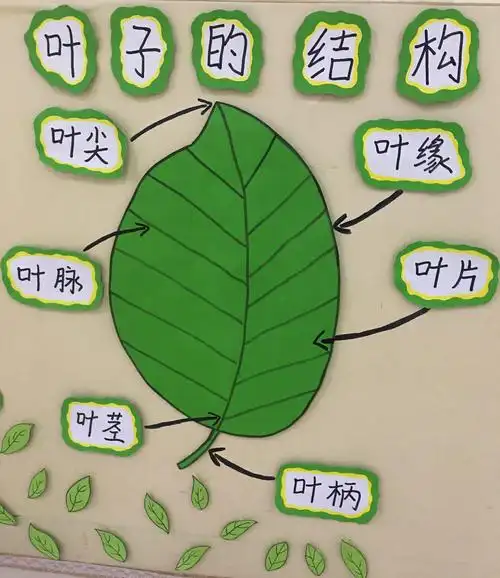 叶子的身体结构图