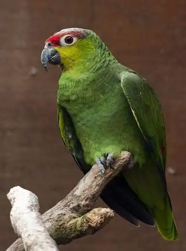 p>红尾亚马逊鹦鹉(学名:amazona brasiliensis)是典型的 a target="