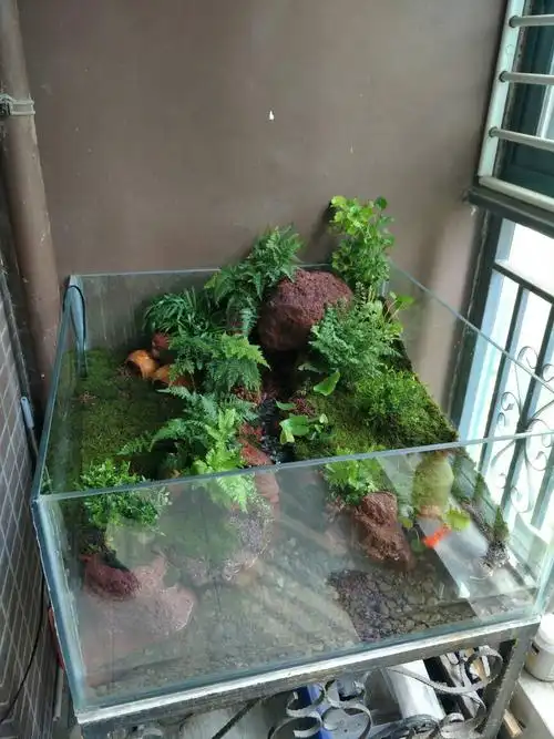 给朋友开个龟缸 - 雨林水陆及微景观 - cta南美水族 - powered by