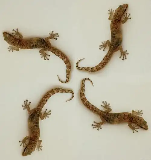 壁虎是一种常见的爬行动物,它在中国的文化中有着重要的地位和寓意.