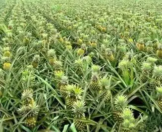 菠萝长在哪里啊!