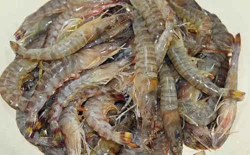 虾苗都有什么品种?哪个品种的虾苗最好?虾苗多少钱一斤?养虾赚钱吗?-