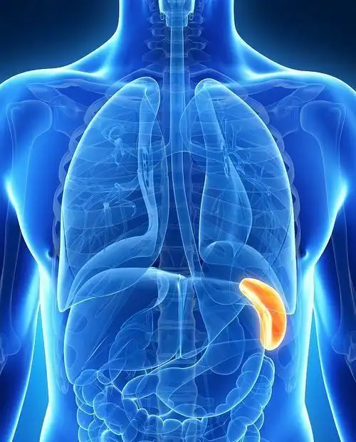 脾虚|脾虚生百病,脾虚的人,到底要多喝水还是少喝水?吃什么好?